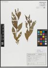 Foto von Salix alba L.